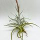 Tillandsia Recurvifolia v. subsecu