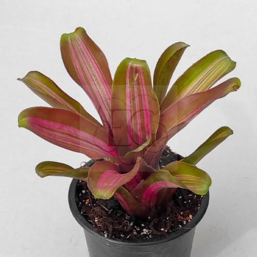 Neoregelia Zoe 