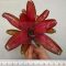 Neoregelia Zoe 