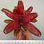 Neoregelia Zoe 