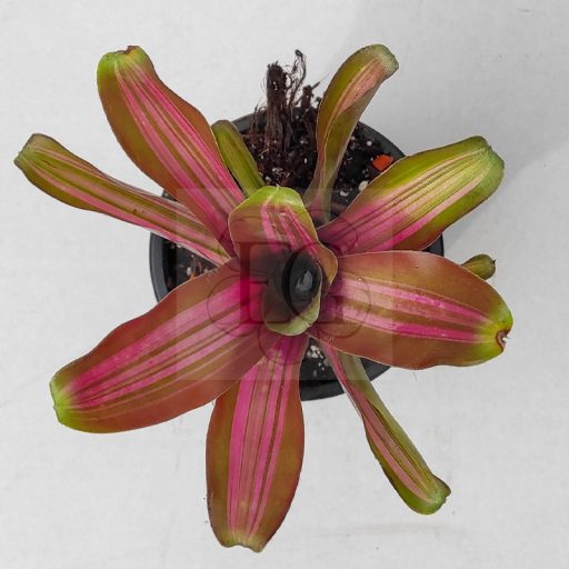 Neoregelia Zoe 