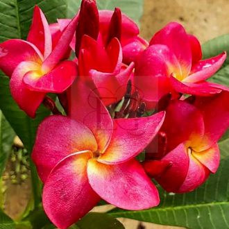 Plumeria rubra "SJ Mars Moon" SJ