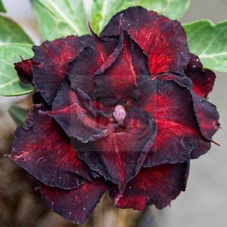 Adenium obesum "Black Dragon" (S)