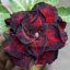 Adenium obesum "Black Dragon" (S)