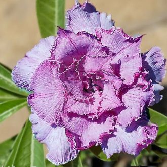 Adenium obesum "New Fiji" (S)