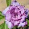 Adenium obesum "New Fiji" (S)