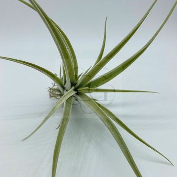 Tillandsia Elizabethae/L Tillandsia Elizabethae/L