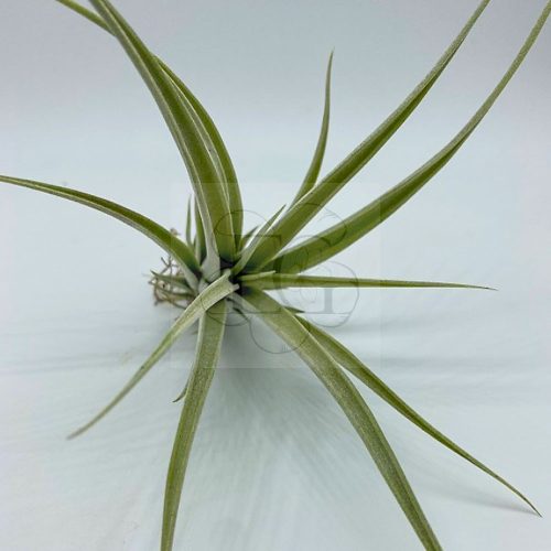 Tillandsia Elizabethae 