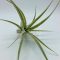 Tillandsia Elizabethae/L