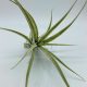 Tillandsia Elizabethae 