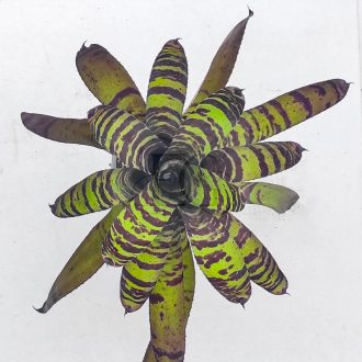 Neoregelia Cat Mandu