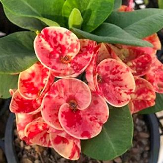 Euphorbia milii "Crimson Red" (100)