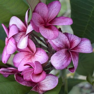 Plumeria rubra "Bewitched" JJ