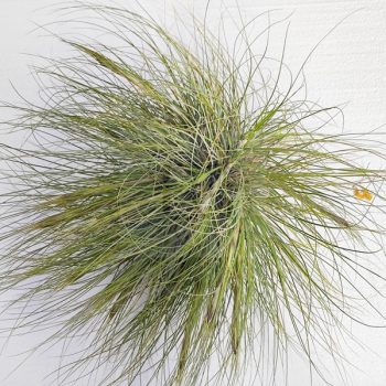 Tillandsia Juncea Wireball/XL Tillandsia Juncea Wireball/XL