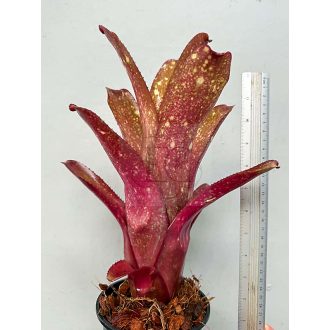 Billbergia Arribella X Alaka
