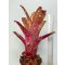 Billbergia Arribella X Alaka