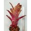 Billbergia Arribella X Alaka