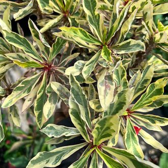 Euphorbia milii "Variegated"