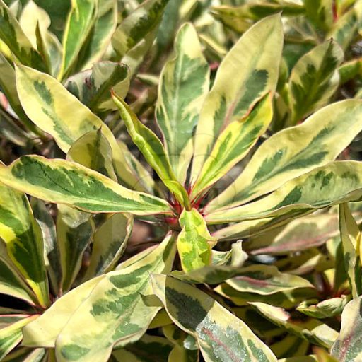 Euphorbia milii "Variegated"