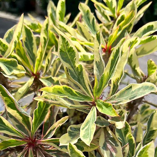 Euphorbia milii "Variegated"