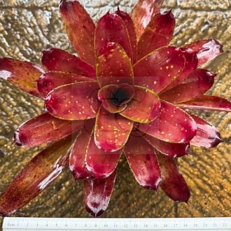 Neoregelia Four Season