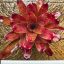 Neoregelia Four Season