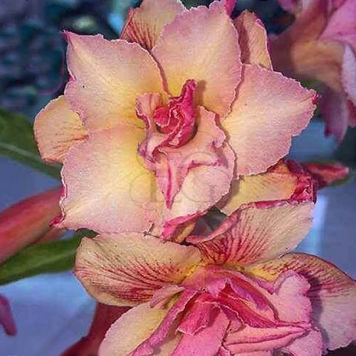 Adenium obesum "Peach Fairy" (102)