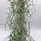 Tillandsia usneoides grob silber/M