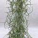 Tillandsia usneoides grob silber/XL