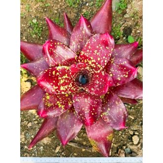 Neoregelia Gold Fever 