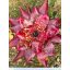 Neoregelia Gold Fever 