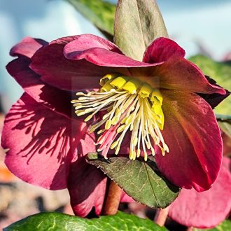 Helleborus orientalis/Keleti hunyor