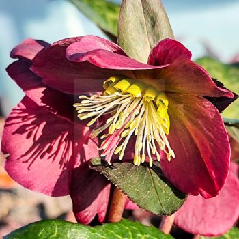 Helleborus orientalis/Keleti hunyor Helleborus orientalis/Keleti hunyor