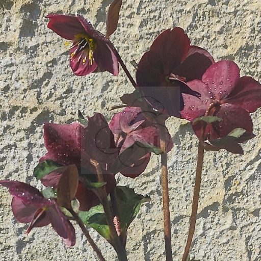 Helleborus orientalis/Keleti hunyor