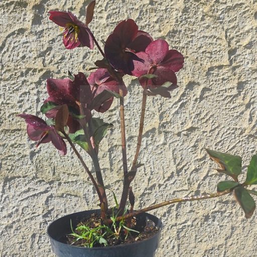 Helleborus orientalis/Keleti hunyor