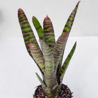 Neoregelia High Voltage
