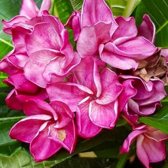 Plumeria rubra "Grenatina" (NUI)