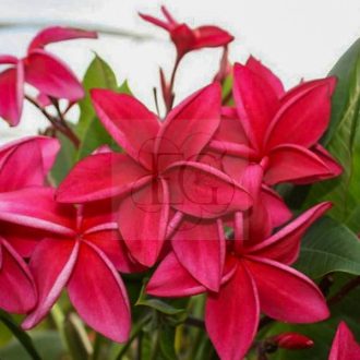 Plumeria rubra "Wako" 