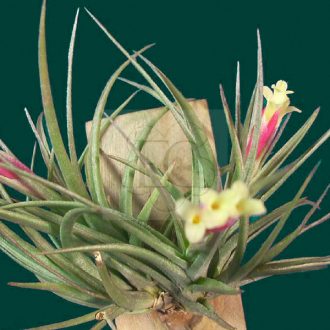 Tillandsia Jucunda Pulk