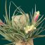 Tillandsia Jucunda Pulk