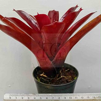 Neoregelia Super Fireball 