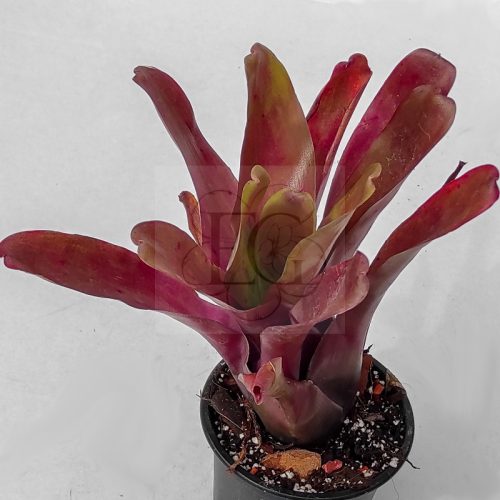 Neoregelia Super Fireball 