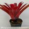 Neoregelia Super Fireball 