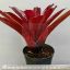 Neoregelia Super Fireball 