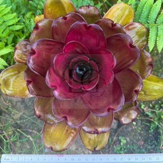 Neoregelia Ninja Hybrid Compact (Red)