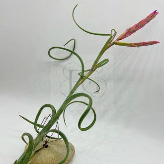 Tillandsia Intermedia/L
