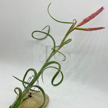 Tillandsia Intermedia/S Tillandsia Intermedia/S