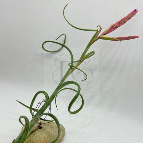 Tillandsia Intermedia/S