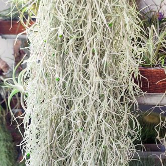 Tillandsia Usneoides Grob Silber/XL