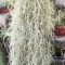 Tillandsia Usneoides Grob Silber/XL